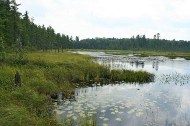 Nehir ve ormanlı güzel yaz manzarası