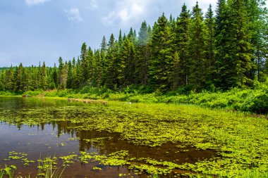 Yazın güzel göl manzarası