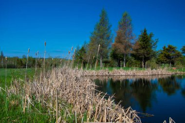 Ormandaki ağaçların yansıması olan göl
