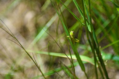 Yeşil çimenler ve yerde çekirge
