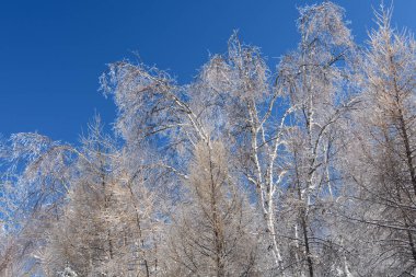 Soğuk Kanada kışında donmuş ağaçlar