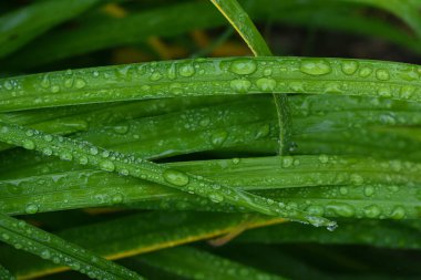 Kanada Quebec 'te Eylül yağmurunda yeşillik