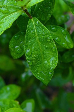 Su damlalı yeşil yapraklar