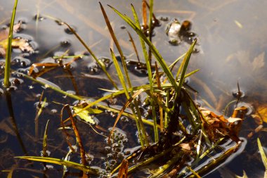 Göletteki sonbahar yaprakları, yakın görüş