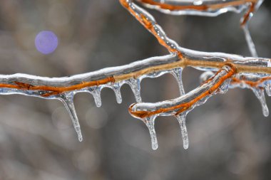 Soğuk Kanada kışında donmuş ağaç dallarının yakın görüntüsü