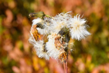 Güz bitkisinin güzel manzarasını kapat 