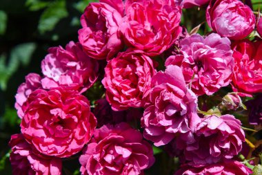 Bahçedeki güzel pembe güller