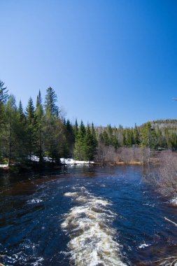 Ormandaki nehir manzarası 