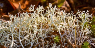 Yerde büyüyen yosunların yakın görüntüsü