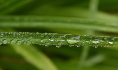 Kanada Quebec 'te Eylül yağmurunda yeşillik