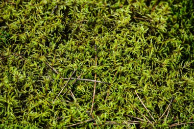 yeşil çimen dokusu arkaplanı