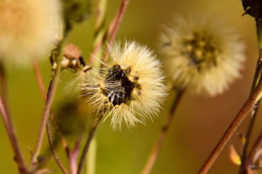 Güz bitkisinin güzel manzarasını kapat 