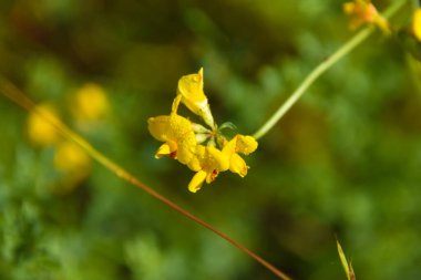 Bahçedeki sarı çiçekler