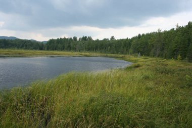 Göl ve ormanlı yaz manzarası