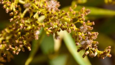 Bahçedeki küçük bir bitkinin yakınında.