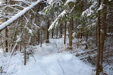 Soğuk Kanada kışında donmuş ağaçlar