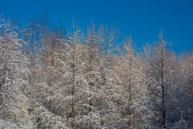Karla kaplı ağaçlarla kaplı kış manzarası