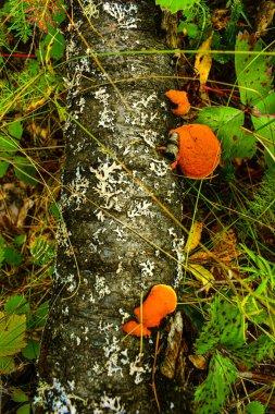 Sonbahar yaprakları ve yerde eski bir ağaç gövdesi