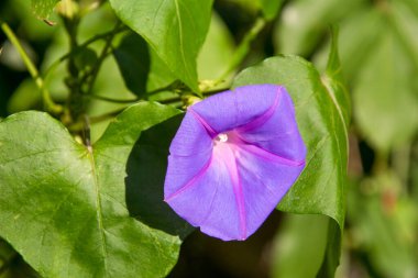 Bahçedeki pembe çiçek