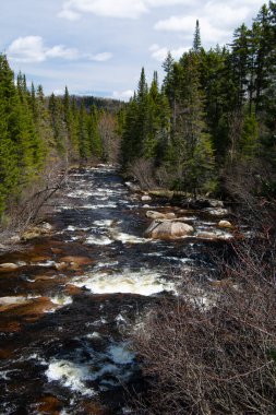 Çam ormanındaki dağ nehri