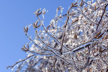 Soğuk Kanada kışında donmuş ağaç dallarının yakın görüntüsü