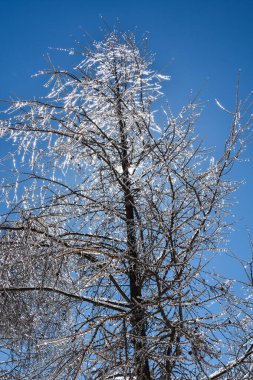 Soğuk Kanada kışında donmuş ağaçlar