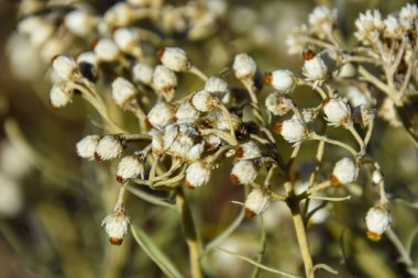 Çayırdaki bitkinin görüntüsünü kapat
