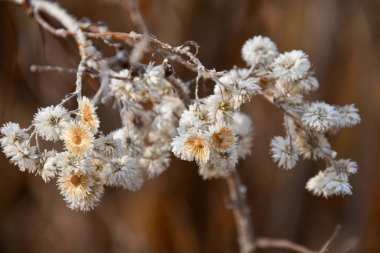 Ağacın dallarında kurumuş beyaz çiçekler