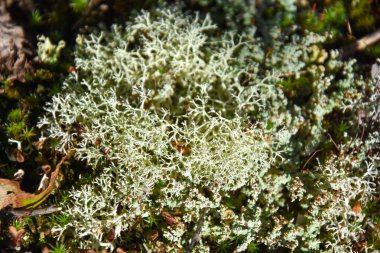 Yerde büyüyen yosunların yakın görüntüsü