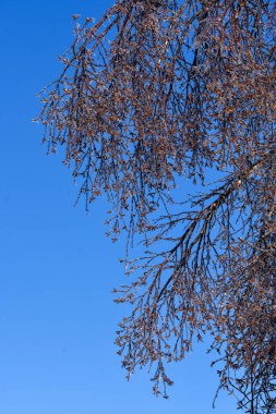 Soğuk Kanada kışında donmuş ağaçlar