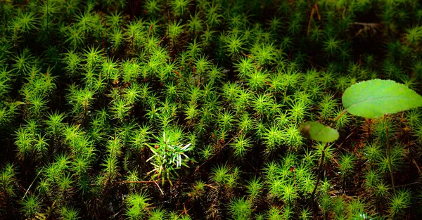 Grünes Gras Garten Nahsicht — Stockfoto