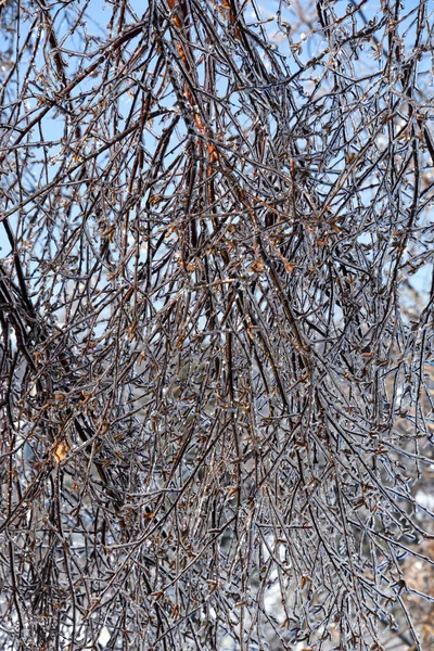 寒冬冰冻树枝的近景 — 图库照片