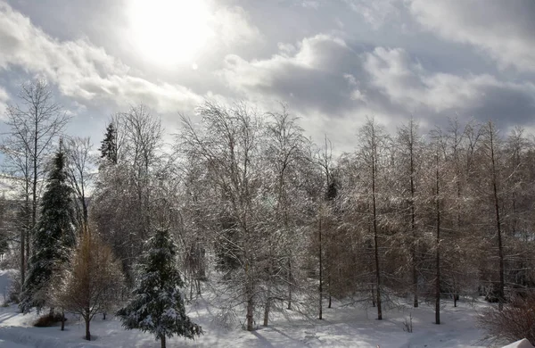 Alberi Congelati Nel Freddo Inverno Canadese — Foto Stock