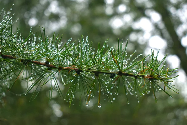 Ramo Abete Verde Con Gocce Rugiada — Foto Stock