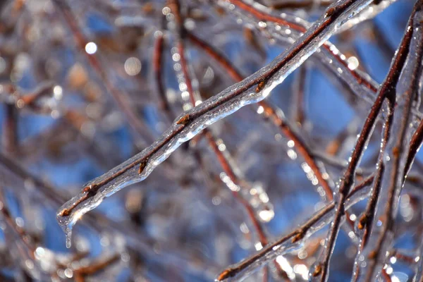 Vista Perto Galhos Árvores Congeladas Inverno Frio Canadense — Fotografia de Stock