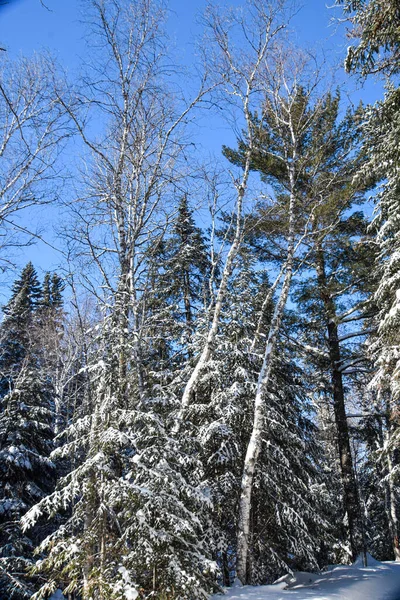 Piękny Widok Śnieżny Krajobraz Zimowy — Zdjęcie stockowe