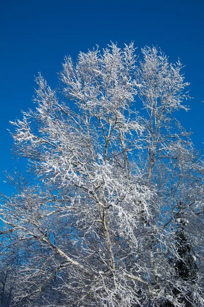 Hermosa Vista Del Paisaje Nevado Del Invierno —  Fotos de Stock