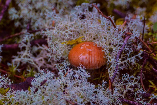 Herbstpilz Wilden Wald Quebec Kanada — Stockfoto