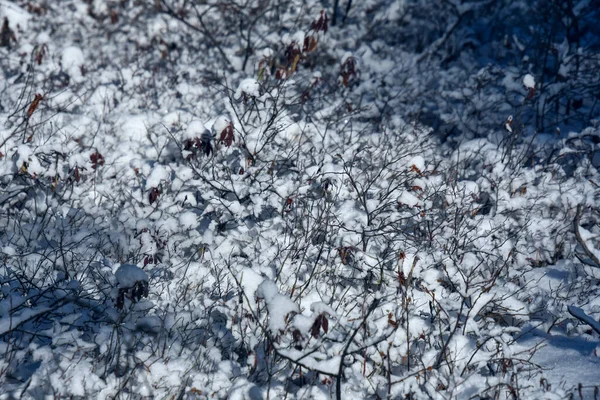 Mrożone Drzewa Zimnej Kanadyjskiej Zimie — Zdjęcie stockowe