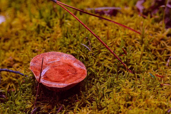 Autumn mushroom in wild forest in Quebec, Canada