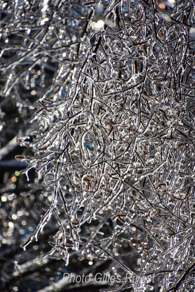 Bliska Widok Zamarzniętych Gałęzi Drzew Zimnej Kanadyjskiej Zimie — Zdjęcie stockowe