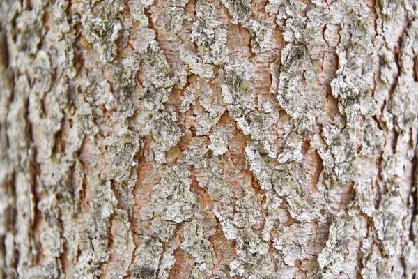 Schors Van Dennenbomen Uit Quebec Canada — Stockfoto