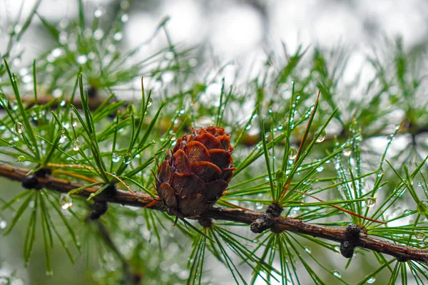 Cône Pin Sur Les Branches Vue Rapprochée — Photo