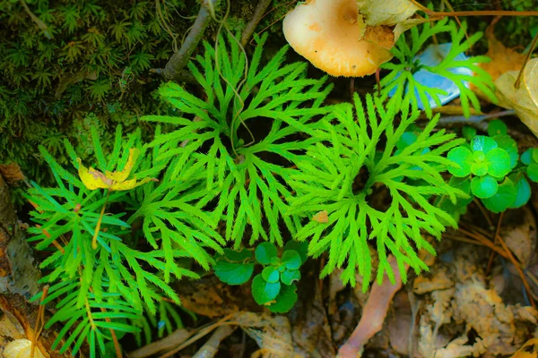 Fungo Autunnale Nella Foresta Selvatica Quebec Canada — Foto Stock