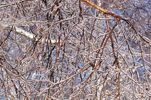 Árboles Congelados Frío Invierno Canadiense —  Fotos de Stock