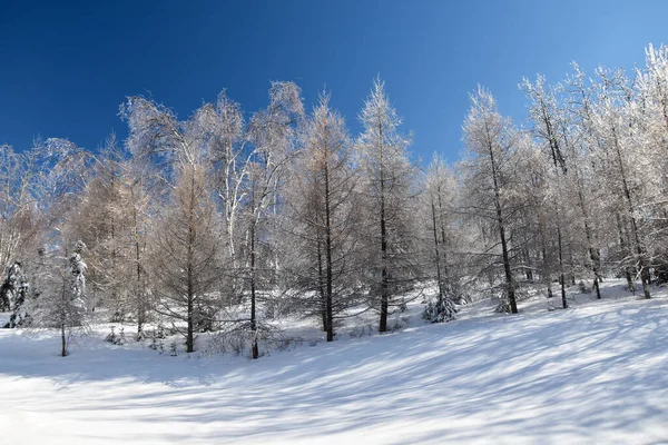 Frozen Trees Cold Canadian Winter — Stock Photo, Image