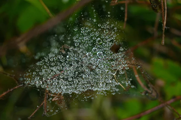 Grün Septemberregen Quebec Kanada — Stockfoto