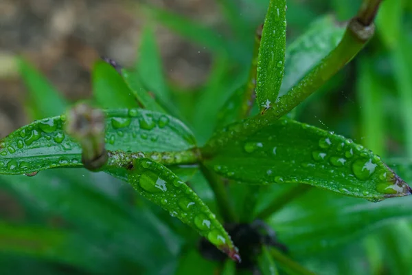 Verde Sotto Pioggia Settembre Quebec Canada — Foto Stock
