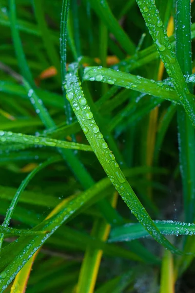 Verde Bajo Lluvia Septiembre Quebec Canadá —  Fotos de Stock