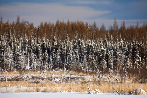 카나리아의 겨울에 얼어붙은 나무들 — 스톡 사진